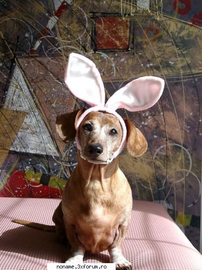 check this out - little bunny bonny dogy:D - Recycle bin
